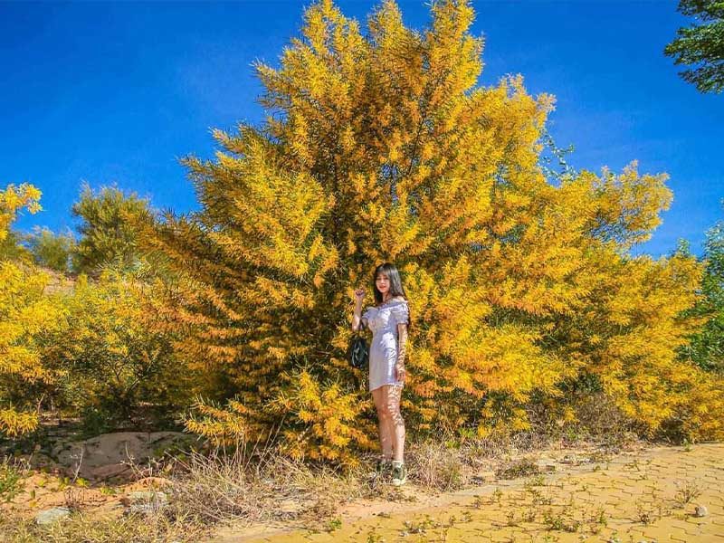 LÀM GÌ Ở NÀO PHAN THIẾT VỚI TOP 10 ĐỊA ĐIỂM CHECK IN - Đặc Sản Làng Chài Cổ