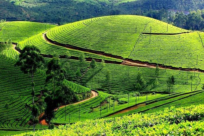 Review Đồi Chè Tân Cương Thái Nguyên,Ở Đâu,Địa Chỉ,Đường Đi Từ A-Z 2021 15 Review Du Lịch Đồi Chè Tân Cương Thái Nguyên,Ở Đâu,Địa Chỉ,Đường Đi Từ A-Z 2021 - Review Kinh Nghiệm Du Lịch Tham Quan Đi Phượt Việt Nam