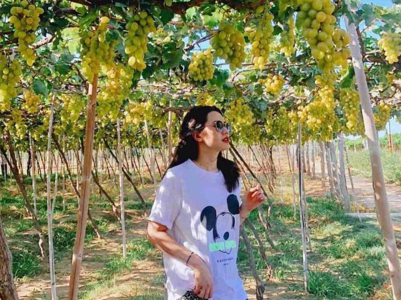 Tham quan vườn nho Phan Thiết SIÊU CHILL
