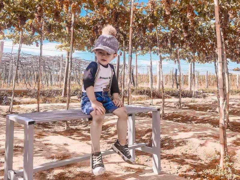 Tham quan vườn nho Phan Thiết SIÊU CHILL