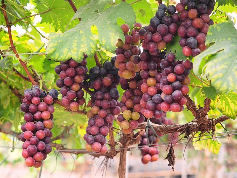 Tham quan vườn nho Phan Thiết SIÊU CHILL