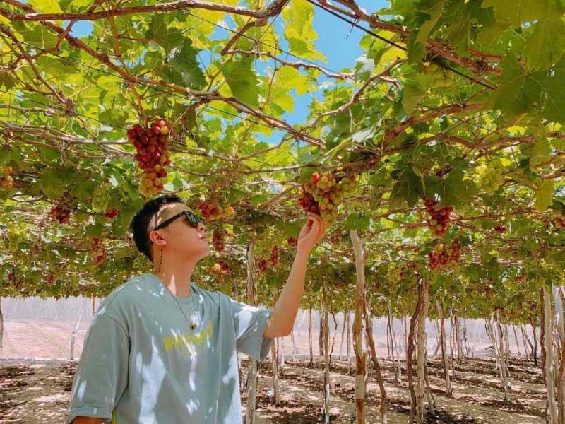Tham quan vườn nho Phan Thiết SIÊU CHILL