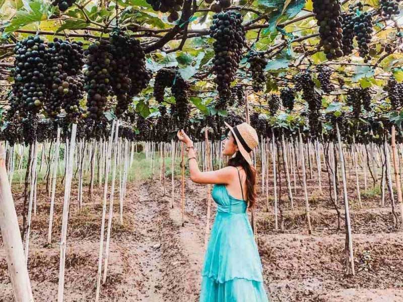 Tham quan vườn nho Phan Thiết SIÊU CHILL