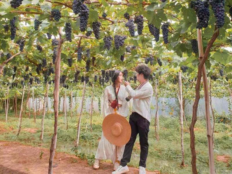 Tham quan vườn nho Phan Thiết SIÊU CHILL