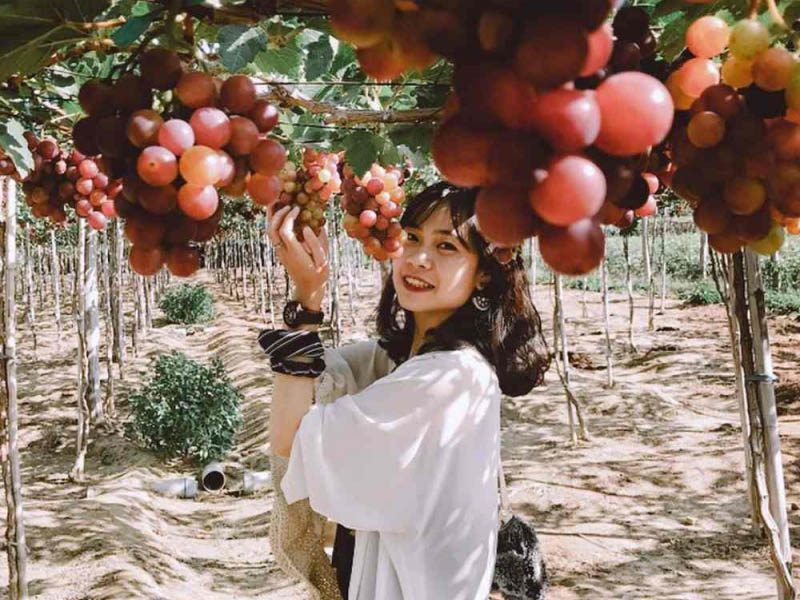 Tham quan vườn nho Phan Thiết SIÊU CHILL