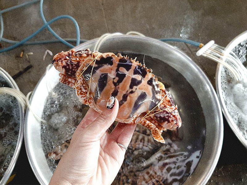 BẠN ĐÃ ĐẾN TOP 10 HẢI SẢN MÔI NÉ CỦA PHAN THIẾT - Đặc Sản Làng Chài Cổ