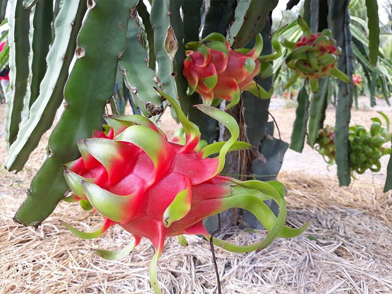 KHÁM PHÁ VƯỜN ĐẸP BÌNH THUẬN THUẬN LONG