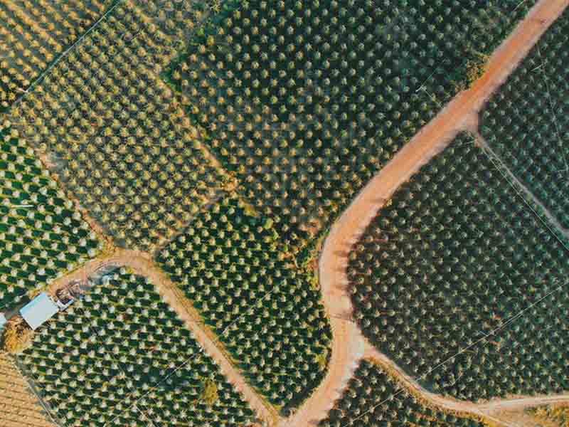 KHÁM PHÁ VƯỜN ĐẸP BÌNH THUẬN THUẬN LONG