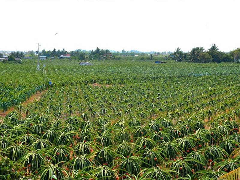 KHÁM PHÁ VƯỜN ĐẸP BÌNH THUẬN THUẬN LONG