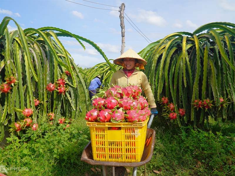 KHÁM PHÁ VƯỜN ĐẸP BÌNH THUẬN THUẬN LONG