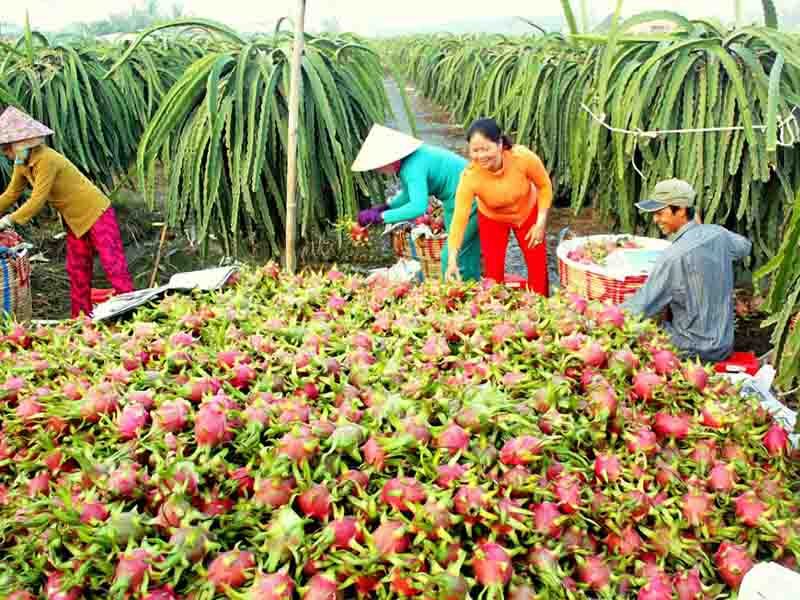 KHÁM PHÁ VƯỜN ĐẸP BÌNH THUẬN THUẬN LONG