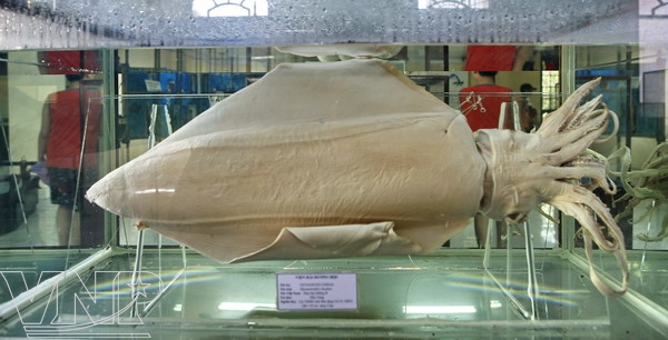 Viện Hải Dương Học Nha Trang: Kinh Nghiệm Khám Phá Từ A Đến Z