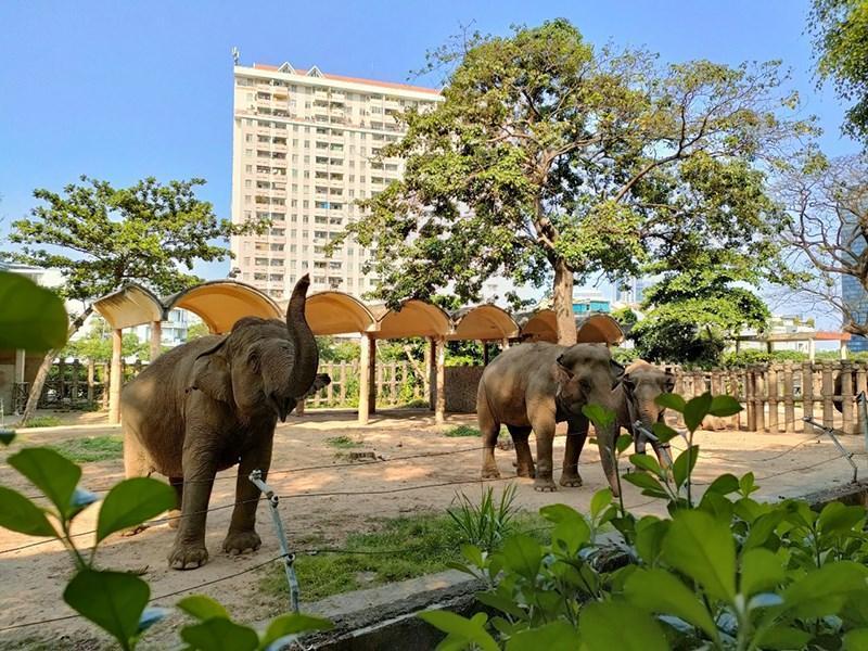 Review Tham Quan Thảo Cầm Viên Sài Gòn, Ở Đâu, Giá Cả, Gồm Những Gì? 2022 19 Review Tham Quan Vườn Thú Thảo Cầm Viên Sài Gòn, Ở Đâu, Giá Vé, Có Gì? 2022 - Review Kinh Nghiệm Du Lịch Tham Quan Đi Phượt Việt Nam