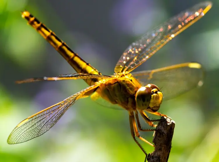 Tập hợp hơn 21 xem bói chuồn chuồn bay vào nhà hay nhất - damri.edu.vn