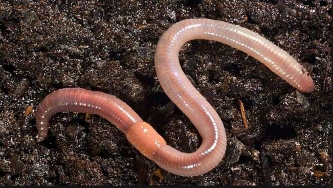 Con giun số mấy tài lộc trong Phong Thuỷ #Khám phá ngay nào - Trường THPT Phan Đình Phùng