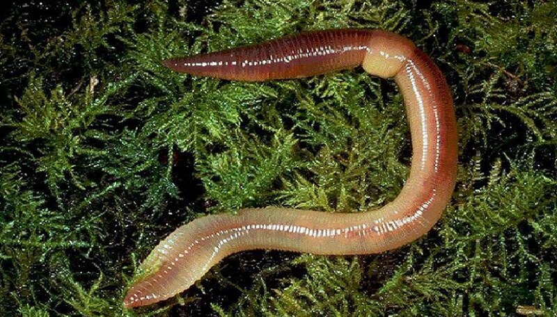 Con giun số mấy? Mơ thấy giun đánh con gi? Là điềm gì?