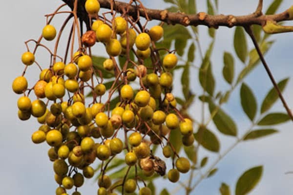 Xuyên luyện tử: Công dụng của quả Xoan ta - YouMed