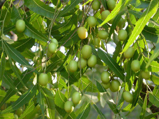 Cây xoan và tác dụng của cây xoan là gì? Cùng Hpro tìm hiểu