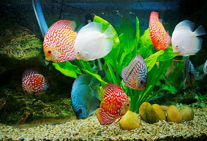 Đĩa xếp top những loại cá cảnh đẹp nhất hiện nay