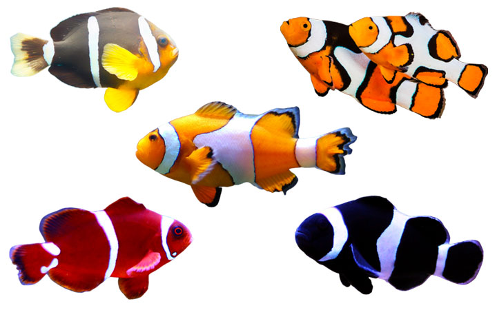 Có nhiều loại cá hề, nhưng cá hề màu cam là phổ biến nhất