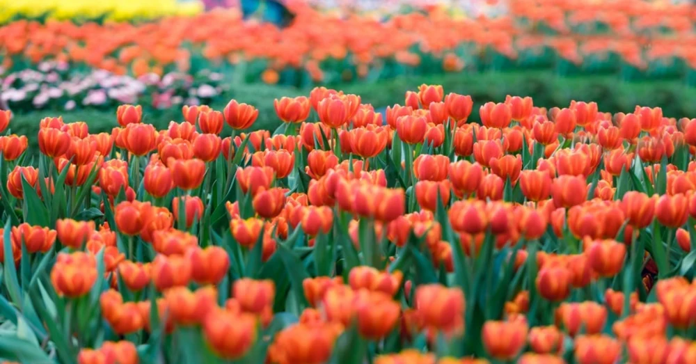 gia-ve-cap-treo-ba-na-hills