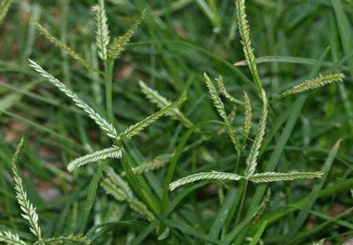 Loại cỏ hoang dại nhà nông nhổ đi không hết lại là thuốc quý chữa bệnh