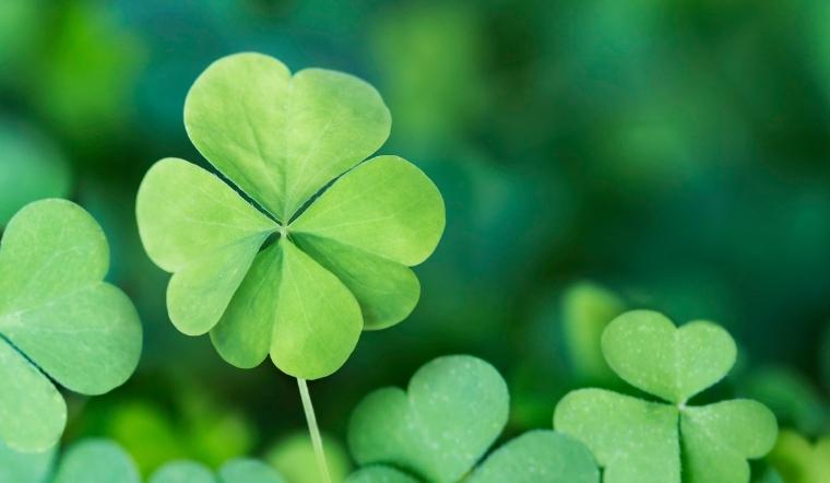 Cỏ 4 lá là gì? Ý nghĩa của cỏ 4 lá trong phong thủy, tình yêu