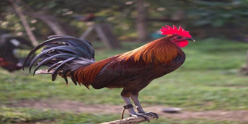 Phương pháp chữa trị gà bị rót hiệu quả cho chiến kê