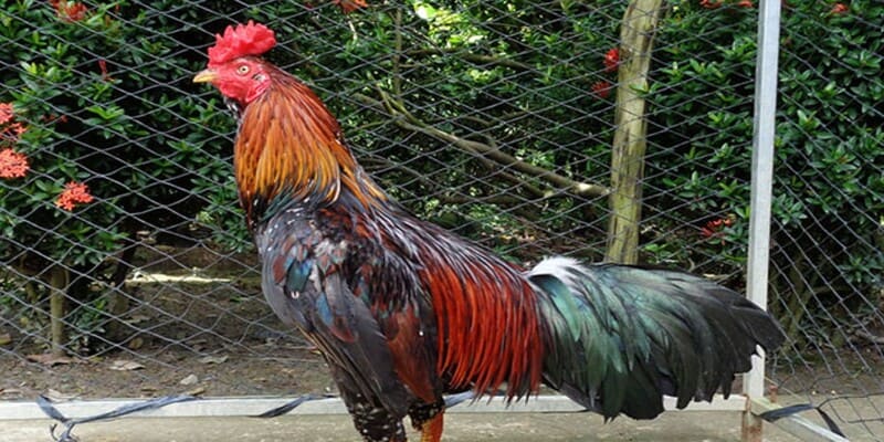 Phương pháp chữa trị gà bị rót hiệu quả cho chiến kê