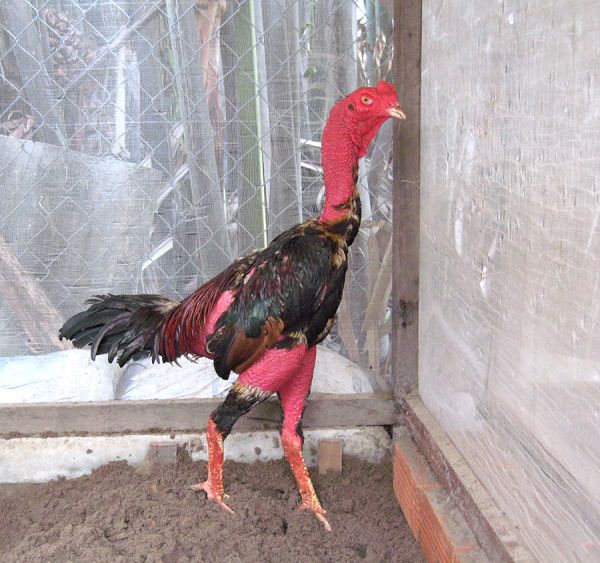 Cách vần gà chọi tơ 7 tháng tuổi "nhất khỏe - nhì tài"- Nuôi Gà Đá