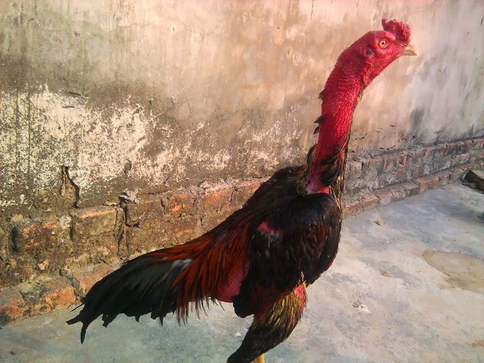 Top hơn 17 cách làm cho gà chọi tơ sung hay nhất - lagroup.edu.vn