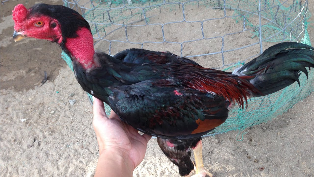 Làm sao để nuôi gà chọi tơ (7 tháng tuổi trở lên) hữu hiệu?