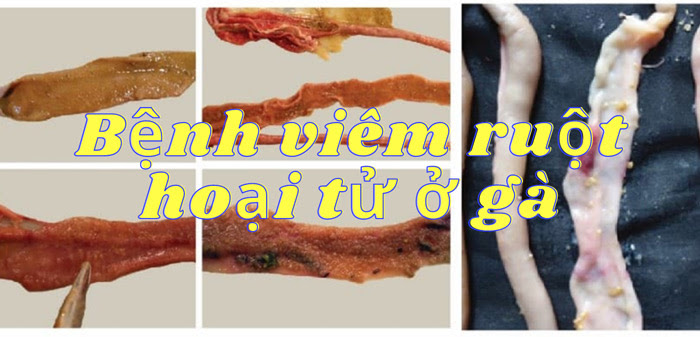 Viêm ruột hoại tử ở gà – Bật mí 6 điều cần lưu ý 1 Viêm ruột hoại tử ở gà – Bật mí 6 điều cần lưu ý #6 ĐIỀU CẦN BIẾT VỀ BỆNH VIÊM RUỘT HOẠI TỬ Ở GÀ