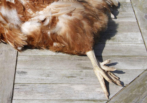 Khám phá tất cả nguyên nhân gây bệnh bại liệt ở gà - COMPAGNIE DE MÉDECINE VETERINAIRE DU ENG ANH - VIAVET