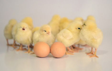 CHẤT LƯỢNG GÀ TUỔI NGÀY TUỔI