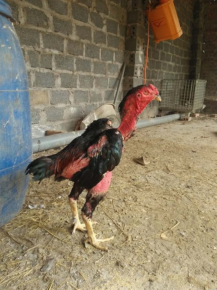 Cách xử lý gà đi ỉa phân trắng - ủ rủ