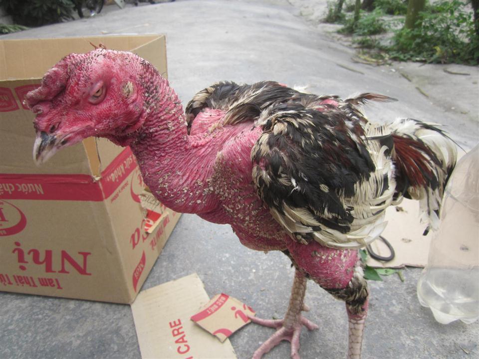 Cách Chữa Bệnh Đi Ỉa Ở Gà Khỏi 100% Không Tốn Quá 10 Nghìn