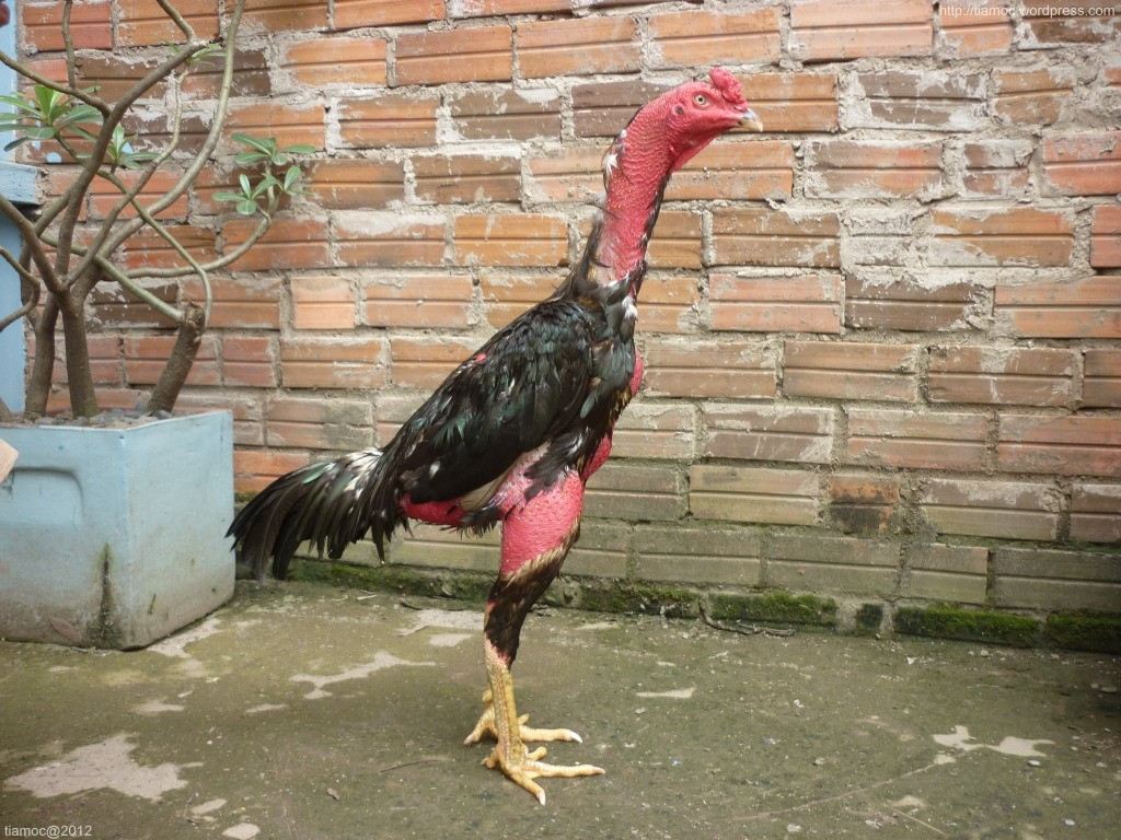 Bệnh ăn không tiêu ở gà chọi và một số cách chữa trị