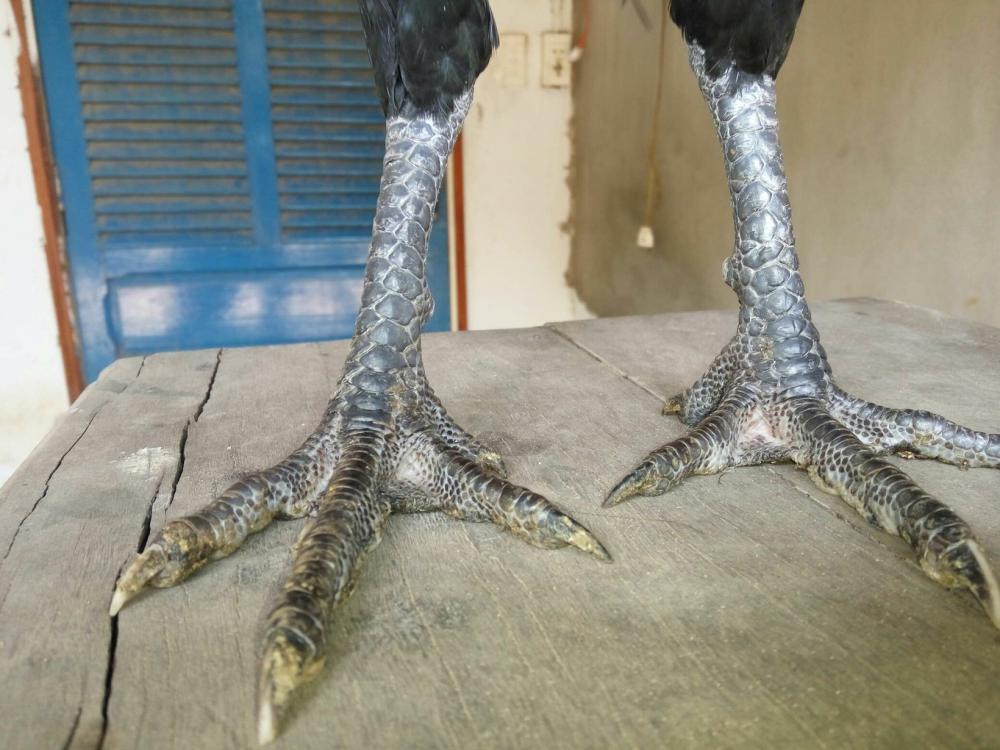 Gà chân chì và những điều bạn chưa biết - da ga tre