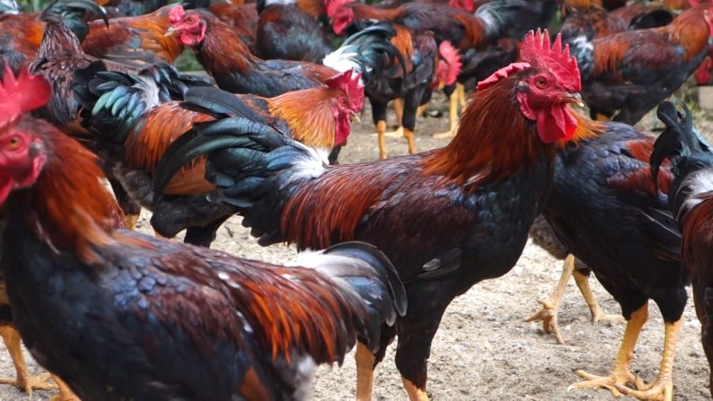 Ba yếu tố khiến giống gà Minh Dư hút khách