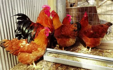 Gà Rohde đỏ – Đặc điểm của gà Rohde đỏ và các giống gà lai địa phương