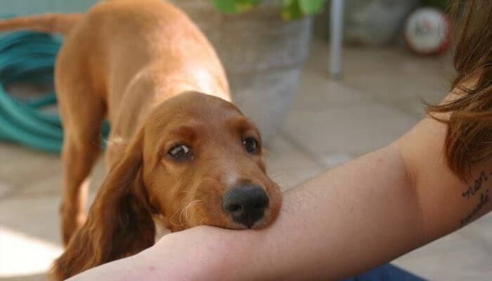 Nằm mơ thấy chó cắn thì nên đánh con gì?