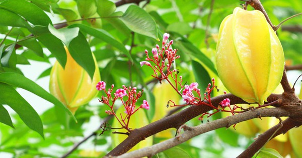 Mơ thấy cây khế - Biểu tượng của sự phát triển và sự đổi mới