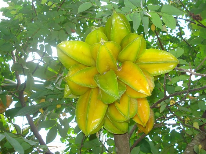 Cây Khế - Kiến Trúc Cảnh Quan - Ecograden