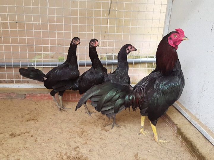 Gà Nhật giá thấp nổi tiếng mua về | Nông nghiệp Farmvina