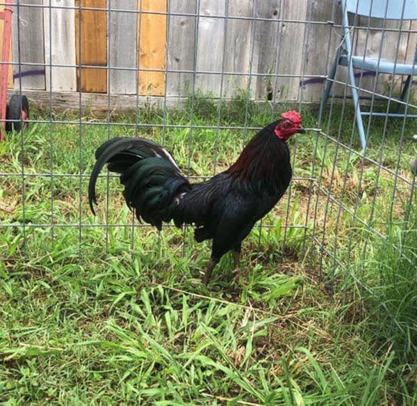 Dòng gà chọi TOP Blood Spur được sử dụng tại các giải đấu tại Việt Nam, Campuchia và Philippines.