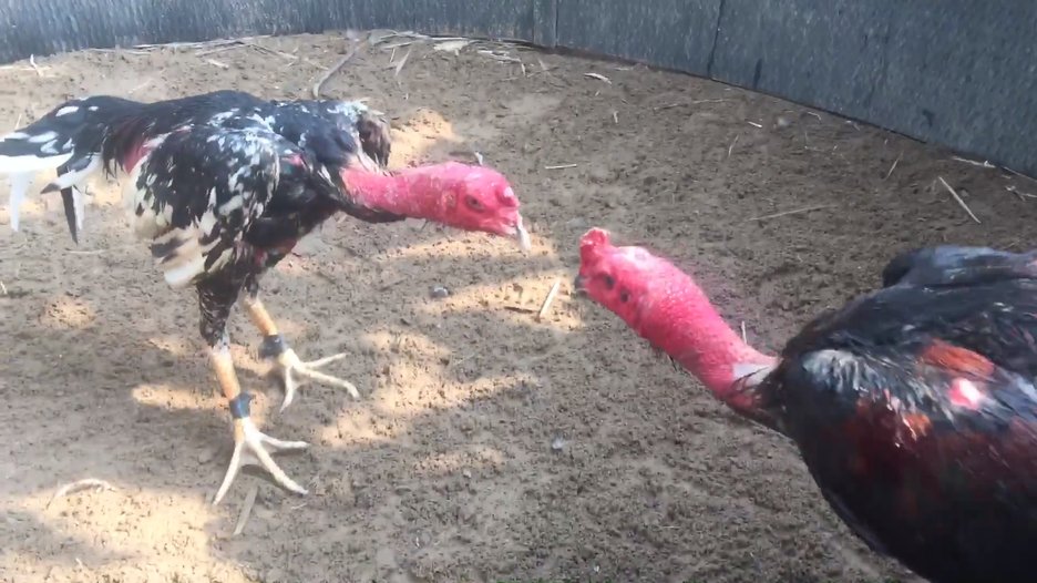 Gà Đòn Khánh Hòa Là Gà Gì? Địa Điểm Bán Gà Đòn Nổi Tiếng