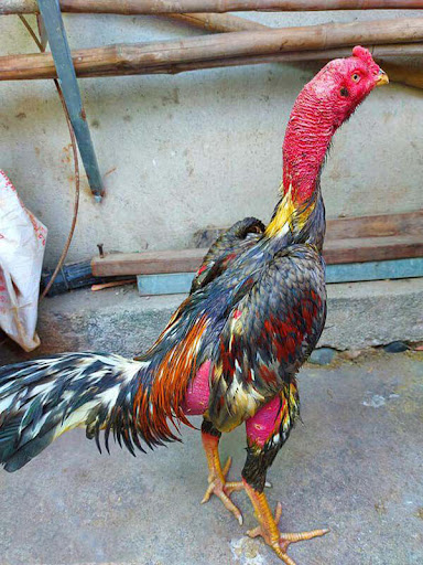 Gà đòn Khánh Hòa Vương - Giống gà nổi tiếng miền Trung