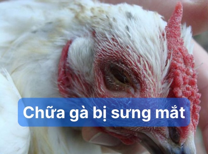 Nguyên nhân và cách trị gà sưng mắt hiệu quả - Thế Giới Đá Gà