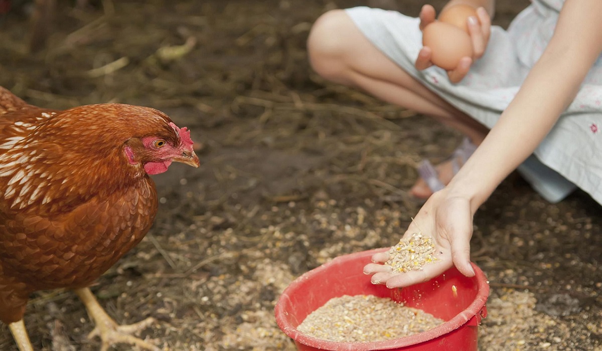 Cách chăm sóc gà chọi trước khi đá để gà khỏe mạnh - CasinoMCW